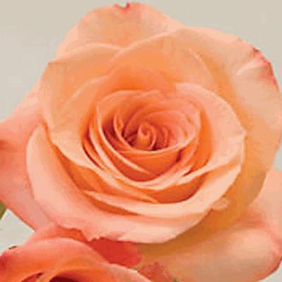 Rose Donna