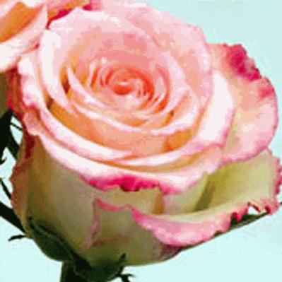 Bulk Flowers on Wholesale Flower Images Roses Preorder Rose Duett
