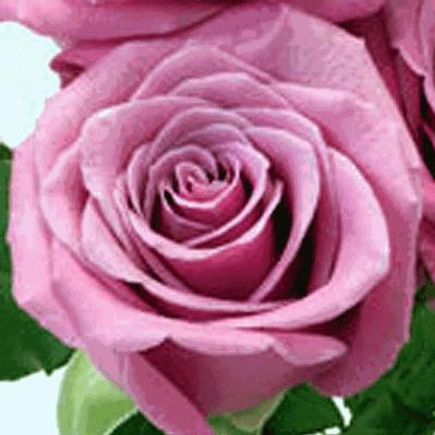 Bulk Flowers on Wholesale Flower Images Roses Preorder Rose Gotcha