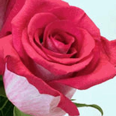 Bulk Flowers on Wholesale Flower Images Roses Preorder Rose High Fantasy