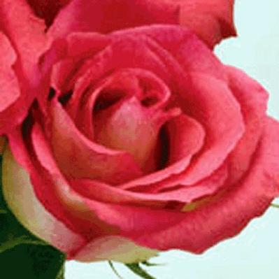 Bulk Flowers on Wholesale Flower Images Roses Preorder Rose Lipstick