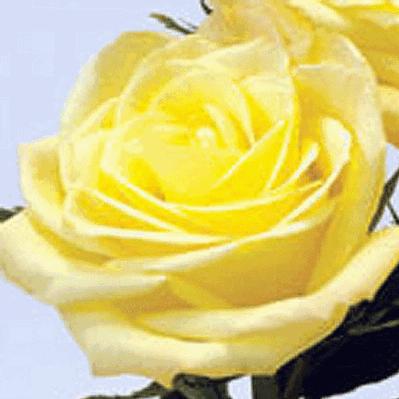 Bulk Flowers on Wholesale Flower Images Roses Preorder Rose Skyline