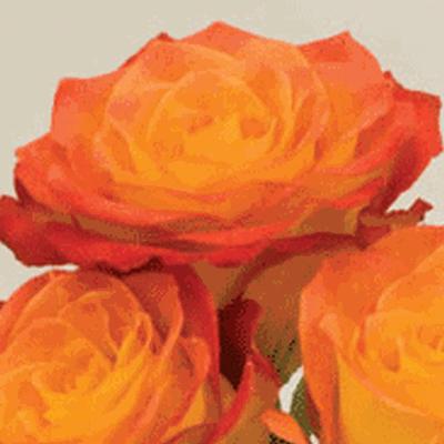Agio Tips on Premium Quality Beautiful 2 Tone Colored Large Rose With A High Petal