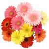 Gerbera Daisies