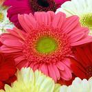 Gerbera Daisies
