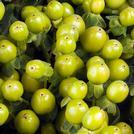 Hypericum