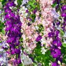 Larkspur