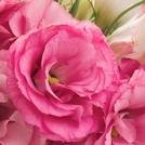 Lisianthus