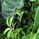 Greens