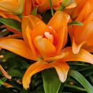 Lilies