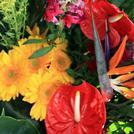 Tropicals
