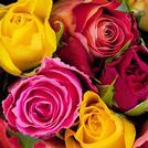 Roses - In Stock
