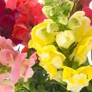 Snapdragon