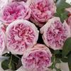 Specialty Roses