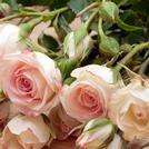 Spray Roses