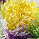 Chrysanthemums