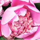 Peony