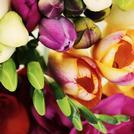 Freesia