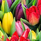 Tulips