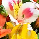 Alstroemeria