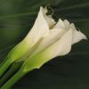 Calla Lilly