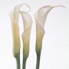 Calla Lilies