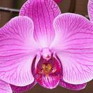 Orchids