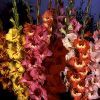 Gladiolus
