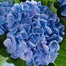 Hydrangea