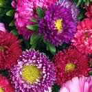 Asters
