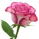 Roses - Preorder