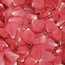 Flower Petals