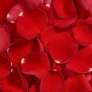 Flower Petals