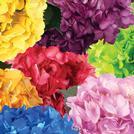 Hydrangea - Spray Tinted