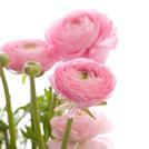 Ranunculus