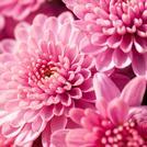 Pink Flowers