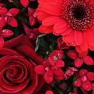 Red / Burgundy Flowers