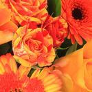 Orange Flowers