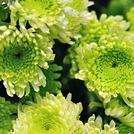 Green Flowers