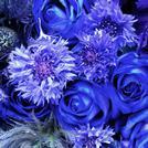 Blue Flowers