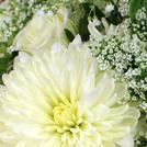 Cream Flowers