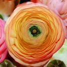 Ranunculus