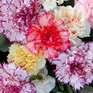 Assorted Color Box Flowers