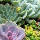 Succulents