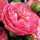Garden Roses