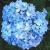 Hydrangea