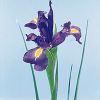 Iris