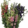 Larkspur