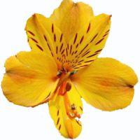 Alstroemeria (Yellow) : Wholesale Flowers : Blooms By The Box