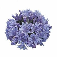Agapanthus (Blue) : Wholesale Flowers : Blooms By The Box